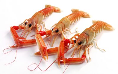 Latest News: Fishmonger apprenticeships can improve recruitment success for  independent fishmongers.